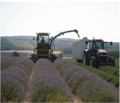 Figure 26 : Jeunes plants de Lavande fine coupés à la base de la tige.  [26] 