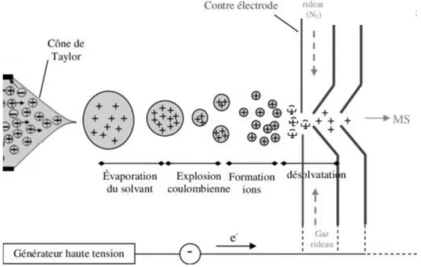 Figure 12 : Principe de l’ionisation electrospray (adapté de Cole R.B., Electrospray ionization  Mass  spectrometry