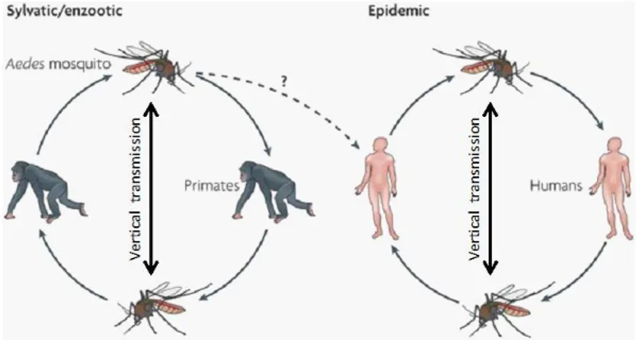 Figure 13. Cycle de transmission de la dengue [21] 