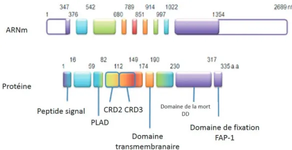 Figure 8  :  Structure du gène FAS  141