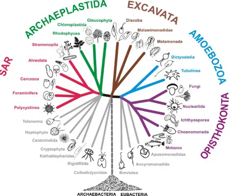 Figure 5. Organisation des eucaryotes (d’après Adl et al. (30)) 