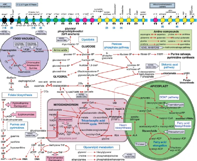 Figure 9. Vue d’ensemble des voies métaboliques de P. falciparum (d’après Gardner et al