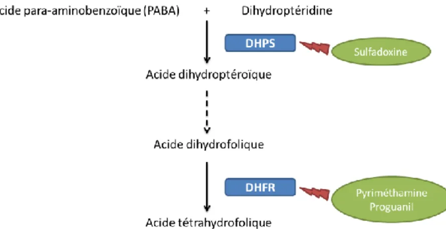 Figure 12. Voie de synthèse de l’acide folique et mécanisme d’action des antifolates. 