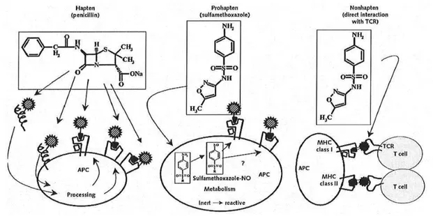 Figure 1 - Concepts d’haptène, de pro-haptène et d’interaction pharmacologique avec un  récepteur immun d’après Pichler et al., 2003