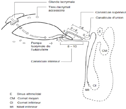 Figure  8 :  Représentation  des  glandes  lacrymales  principales  et  des  voies  lacrymales  excrétrices, d’après Olver (Olver, 2006)