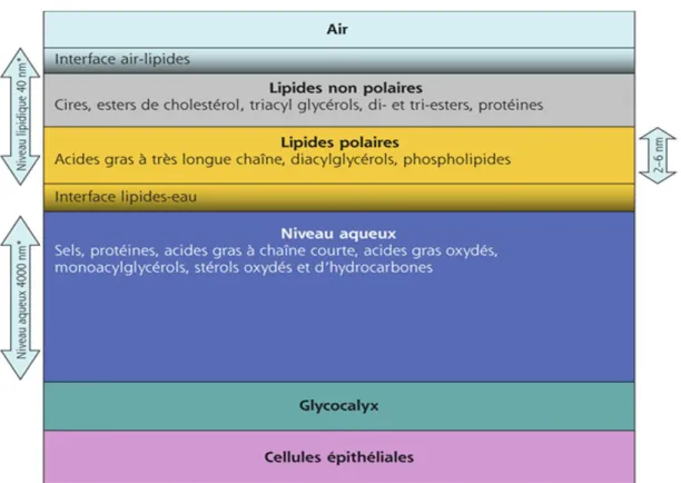 Figure  9 :  Représentation  schématique  du  film  lacrymal,  d’après  Pisella  et  collaborateurs  (Pisella et al., 2015)