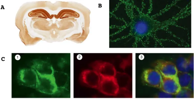 Figure 2 | Identification de la cible des auto-anticorps anti-NMDAR chez  les patients atteints d’encéphalite