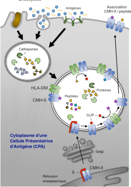 Figure 7 | Apprêtement des antigènes et production des épitopes T CD4. 