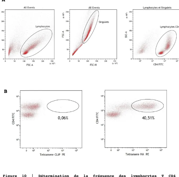 Figure  10  |  Détermination  de  la  fréquence  des  lymphocytes  T  CD4  spécifiques du peptide HA par marquage avec tétramère