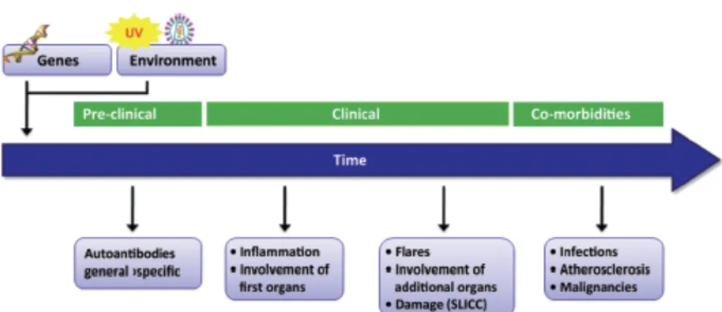 FIGURE 2 : EVOLUTION NATURELLE DU LUPUS ÉRYTHÉMATEUX DISSÉMINÉ