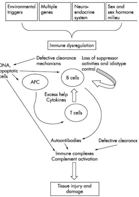 FIGURE 3 : PHYSIOPATHOLOGIE DU LED (5)