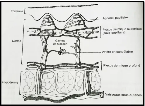 Figure 5 : La vascularisation cutanée. (1)  2.  Le système lymphatique. 