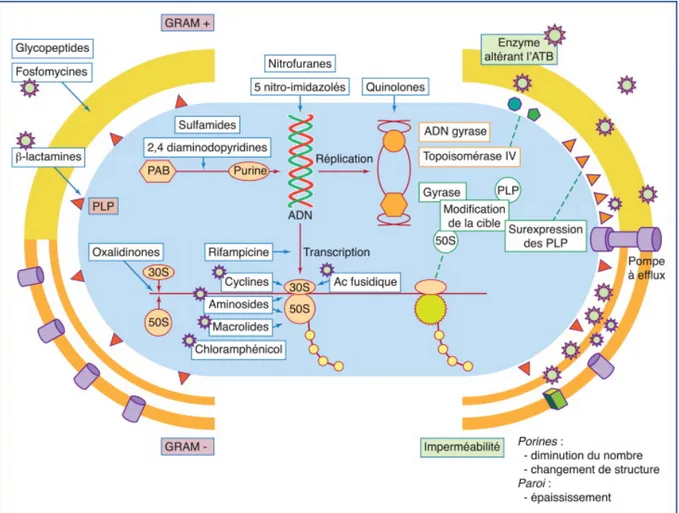 Figure  1  :  Mécanismes  d'action  des  familles  d'antibiotiques  (à  gauche)  et    mécanismes  de  résistance  aux  antibiotiques (à droite).[4] 