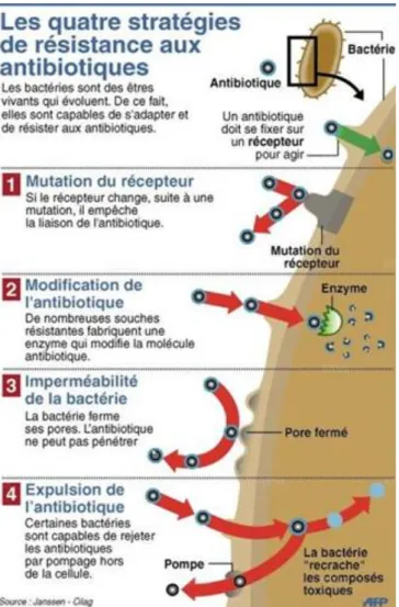 Figure 2 : Mécanismes de résistance acquise des bactéries aux antibiotiques. (source : Janssen-Cilag) 