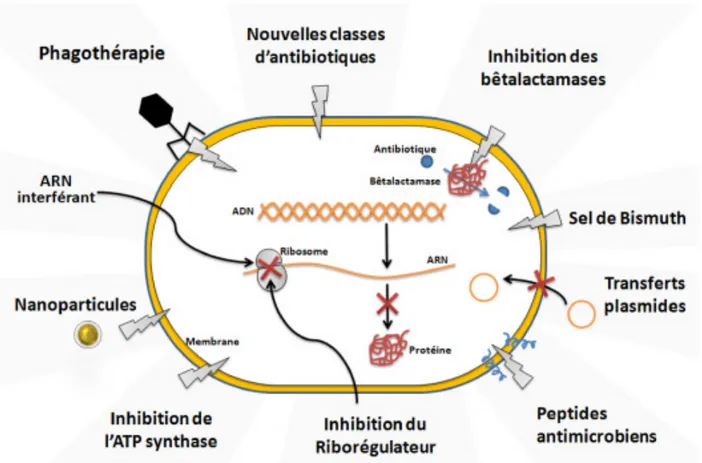 Figure 10 : Stratégie et les cibles bactériennes utilisées pour lutter contre la résistance aux antibiotiques.[50] 