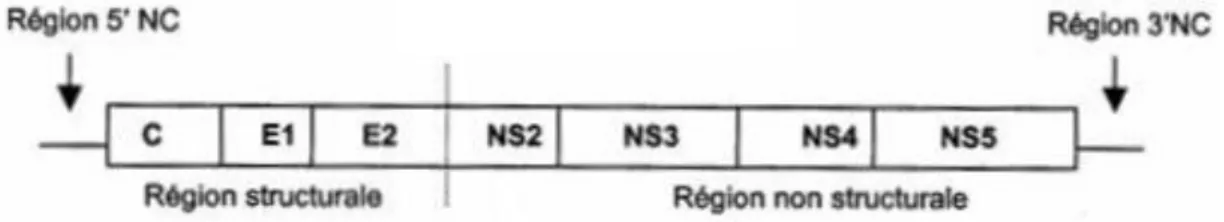 Figure 2. Schéma simplifié du génome du VHC (6) 