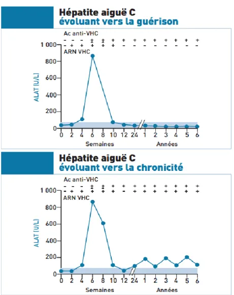 Figure 9. Evolution des paramètres biologiques au cours d’une hépatite C aiguë (34) 
