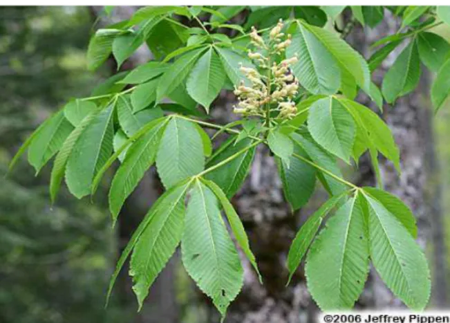 Figure 12 : Fleurs et feuilles d’Aesculus x carnea (25)  