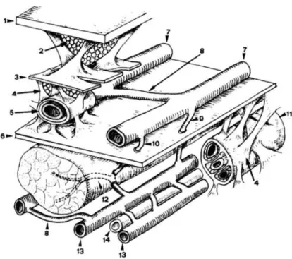 Figure 3 : Les trois réseaux veineux des membres(3) 