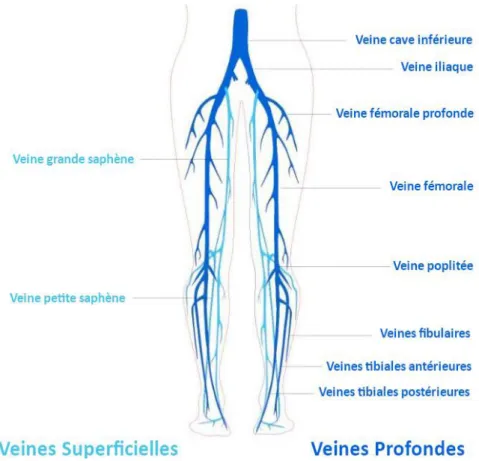Figure 4: Principales veines superficielles et profondes des membres inférieurs (6) 