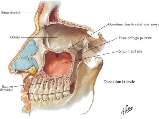 Figure 1 : Coupe sagittale de la zone nasale et de ses cavités (1) 