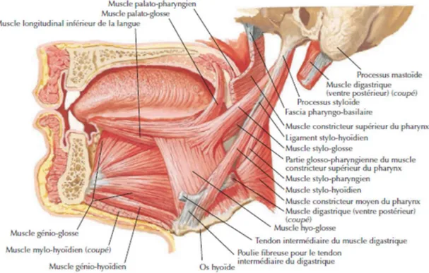 Figure 3: Coupe sagittale de langue et de sa musculature (1) 