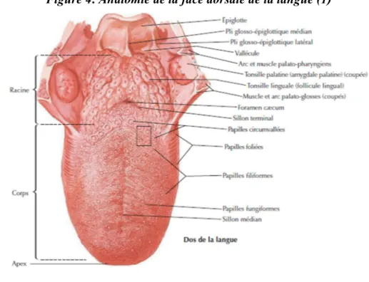 Figure 5: Anatomie de la face inférieure de la langue (1) 