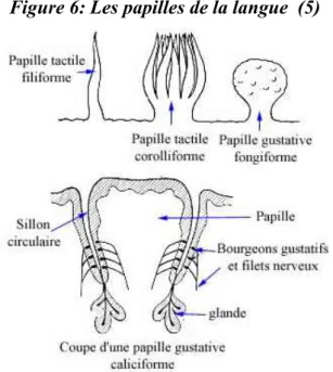 Figure 6: Les papilles de la langue  (5) 