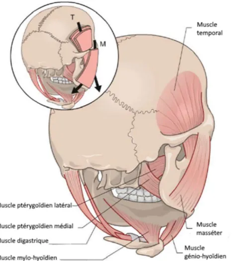 Figure 9: Anatomie des muscles masticateurs (12)  