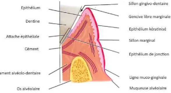 Figure 11: Environnement parodontal de la dent, coupe vestibulo-linguale  (18) 
