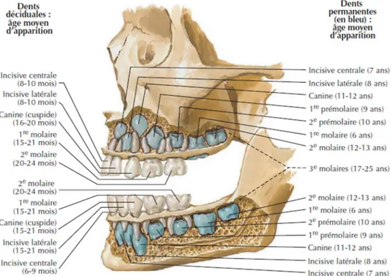 Figure 12: Dentures et leur âge d'apparition (1) 
