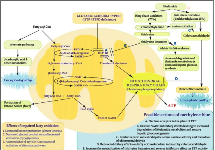 Figure 3: Physiopathologie de l'encéphalopathie sous ifosfamide  (Ajithkumar and al.2007) 