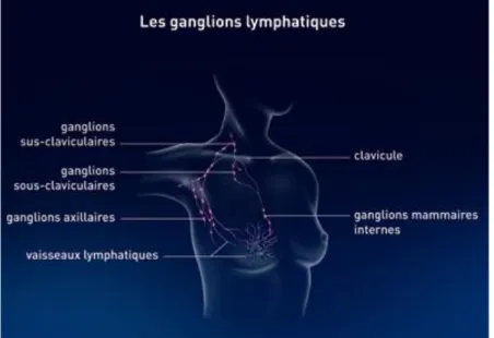 Figure 2 : La chaîne ganglionnaire autour de la glande mammaire [60] 