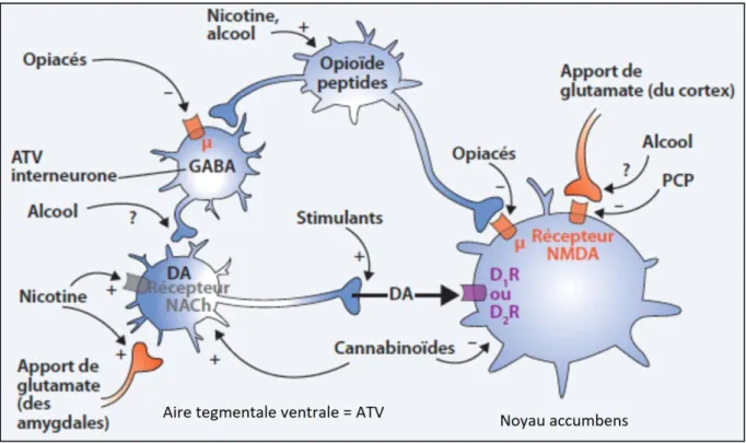 Tableau 6 : Mécanismes d’activation du circuit de la récompense par substance             (8, 34, 35)  