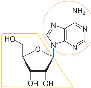 Figure 6 : Structure de l’adénosine 