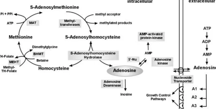 Figure 7 : Métabolisme de l’adénosine  