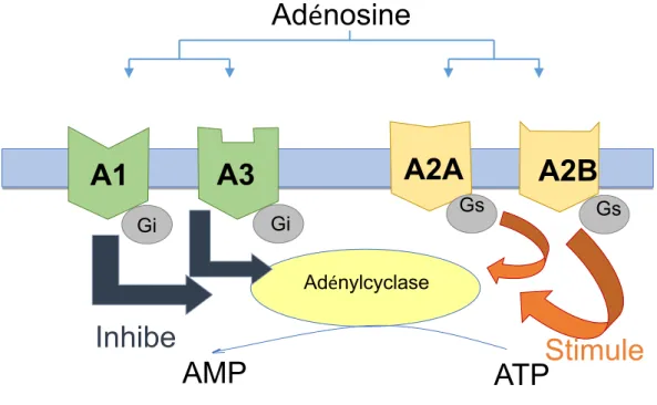 Figure 8 : Représentation schématique des effets de l’activité des récepteurs de l’adénosine sur la production d’AMPc 