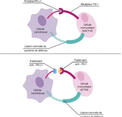 Figure 1 : Représentation schématique de l’action des anti PD-1 et anti PD-L1 [7]  