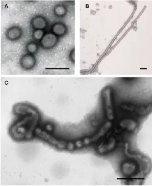 Figure 1-1 : Virus de l’influenza   