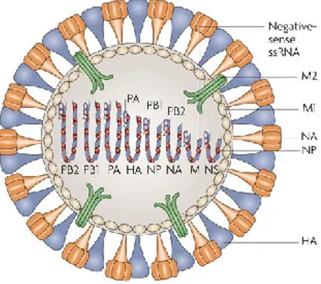 Figure 1-3 : Composantes protéiques de l’influenza A. 