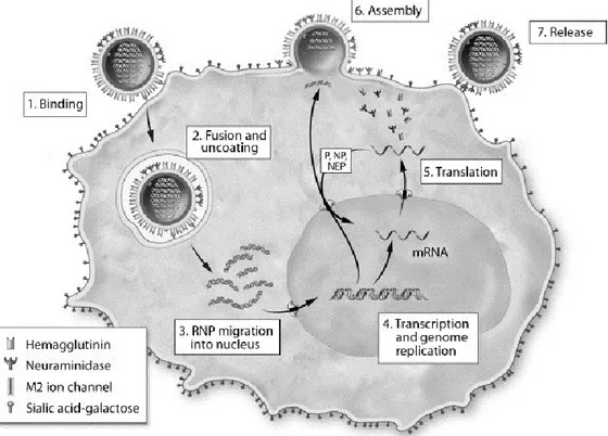 Figure 1-4 : Le cycle de réplication du virus de l’influenza A 