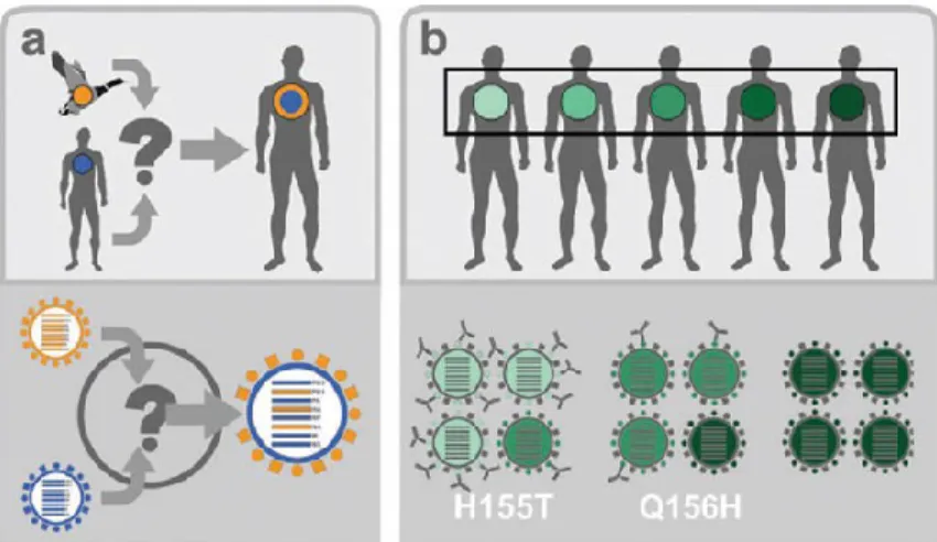 Figure 1-6 : Mécanismes classiques des variations antigéniques de l’Influenza A 