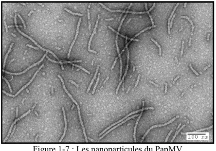 Figure 1-7 : Les nanoparticules du PapMV 