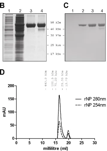 Figure 2-1 : Production and Purification of recombinant NP  