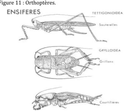 Figure   11   :   Orthoptères.   
