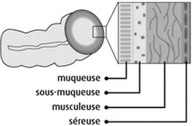 Figure 3 : Couches du côlon et du rectum (Source: Société Canadienne du Cancer (8)) 