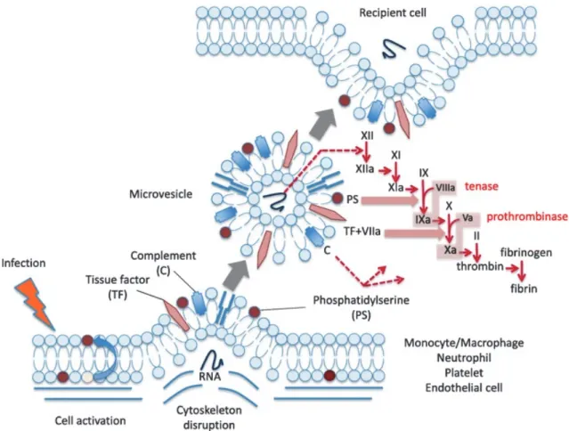 Figure 7 : Bases moléculaires de l’activité procoagulante décrites chez les microvésicules  (Extrait de : Iba et coll., J Int Care, 2018) 