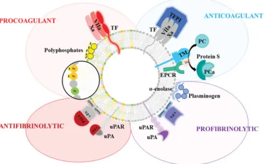 Fig. 2 Prothrombotic and antithrombotic molecular pattern of MVs. MVs are initially described to bear procoagulant molecules like phospholipids such as phosphatidylserine (PS) and phosphatidylethanolamine (PE), tissue factor (TF) and polyphosphates