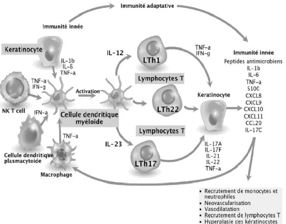 Figure 1 : Interaction kératinocytes - cellules dendritiques - lymphocytes T : le cercle vicieux  du psoriasis (12) 