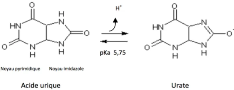 Figure 1 : Les deux  formes  d l’acide urique : libre et ionisée.  11 Figure 2 : Les deux formes de l’acide urique : libre et ionisée